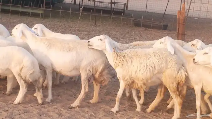 غنم حريات خلفات مقاني مراح ضان متابيع طيبه 14