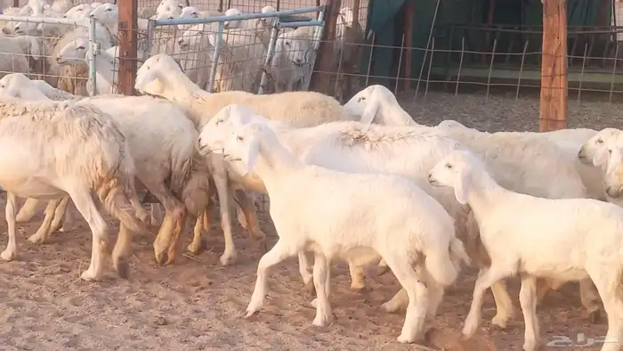 غنم حريات خلفات مقاني مراح ضان متابيع طيبه 13