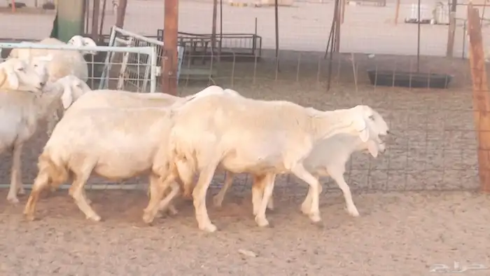 غنم حريات خلفات مقاني مراح ضان متابيع طيبه 19