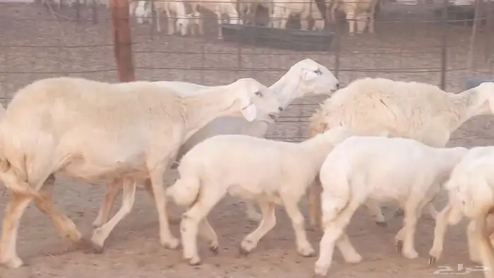 غنم حريات خلفات مقاني مراح ضان متابيع طيبه 33