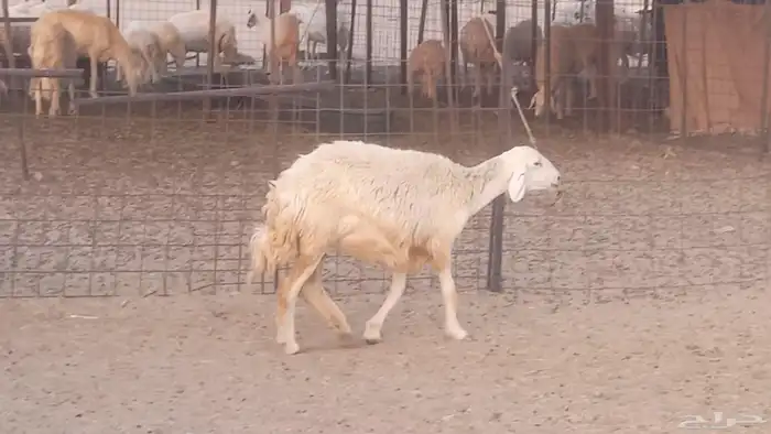 غنم حريات خلفات مقاني مراح ضان متابيع طيبه 42