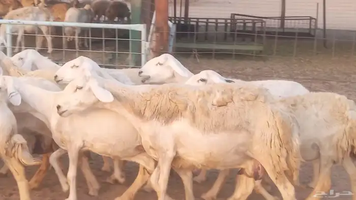 غنم حريات خلفات مقاني مراح ضان متابيع طيبه 24