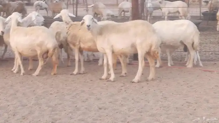 غنم حريات خلفات مقاني مراح ضان متابيع طيبه 30