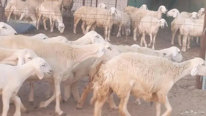 غنم حريات خلفات مقاني مراح ضان متابيع طيبه 32