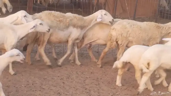 غنم حريات خلفات مقاني مراح ضان متابيع طيبه 43