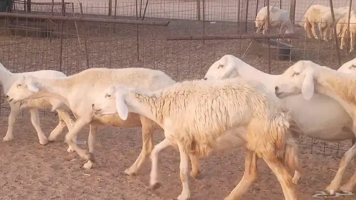 غنم حريات خلفات مقاني مراح ضان متابيع طيبه 26