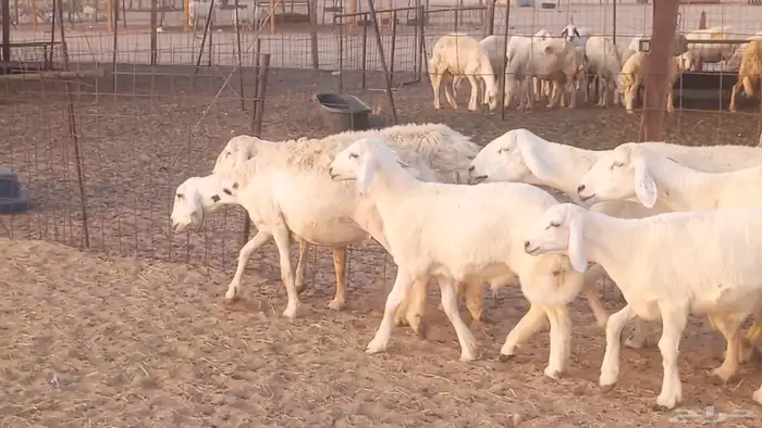 غنم حريات خلفات مقاني مراح ضان متابيع طيبه 16