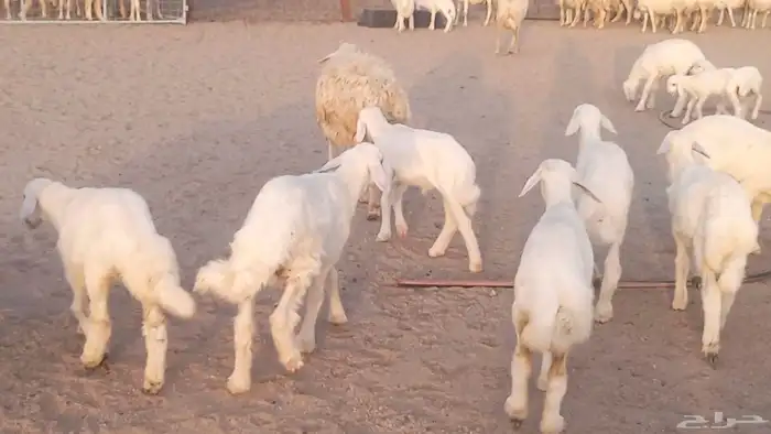 غنم حريات خلفات مقاني مراح ضان متابيع طيبه 11