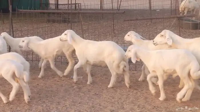 غنم حريات خلفات مقاني مراح ضان متابيع طيبه 27