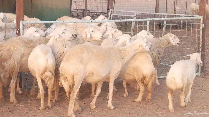 غنم حريات خلفات مقاني مراح ضان متابيع طيبه 18