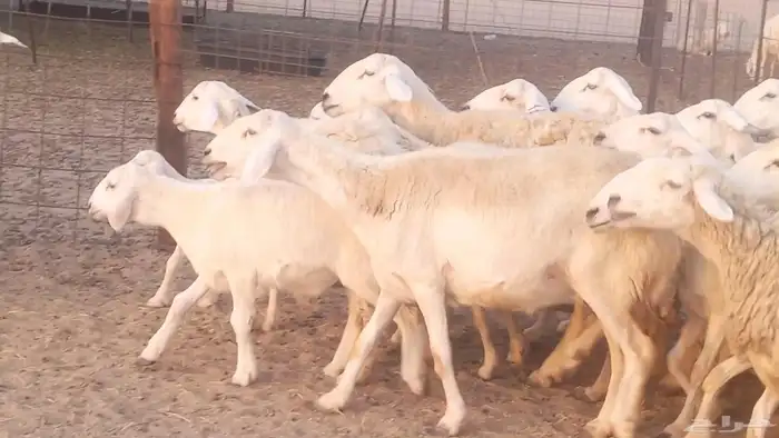 غنم حريات خلفات مقاني مراح ضان متابيع طيبه 25