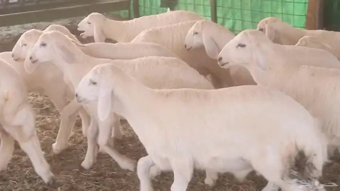 غنم حريات خلفات مقاني مراح ضان متابيع طيبه 35