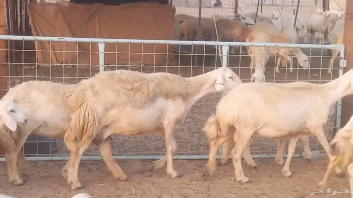 غنم حريات خلفات مقاني مراح ضان متابيع طيبه 1