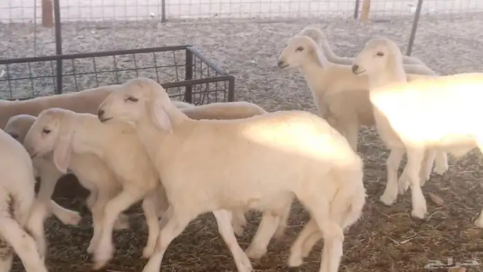 غنم حريات خلفات مقاني مراح ضان متابيع طيبه 28