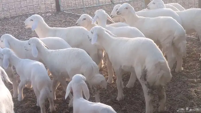 غنم حريات خلفات مقاني مراح ضان متابيع طيبه 8