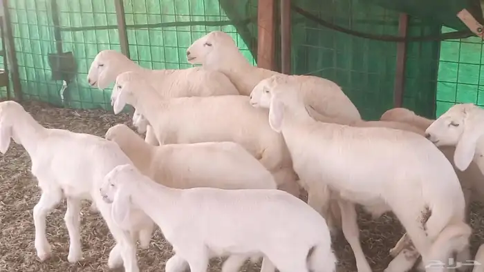 غنم حريات خلفات مقاني مراح ضان متابيع طيبه 4