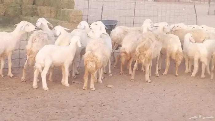 غنم حريات خلفات مقاني مراح ضان متابيع طيبه 29