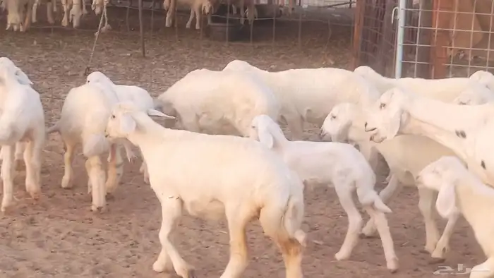 غنم حريات خلفات مقاني مراح ضان متابيع طيبه 41