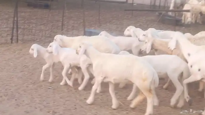 غنم حريات خلفات مقاني مراح ضان متابيع طيبه 34