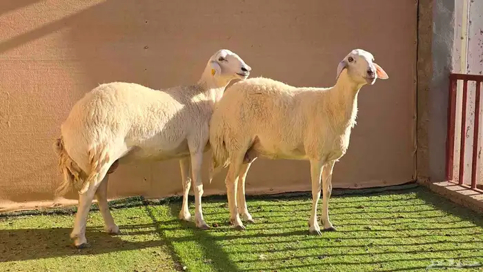 للبيع شياه حريات صنف 3