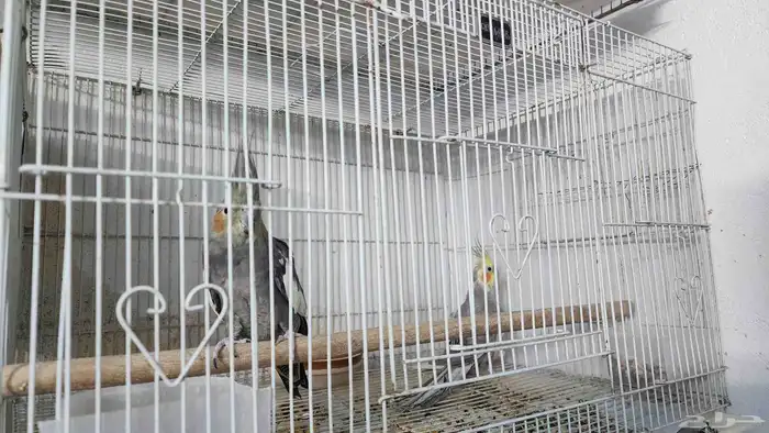 زوج كروان منتج 1