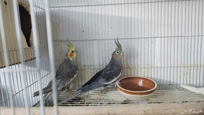 زوج كروان منتج 0
