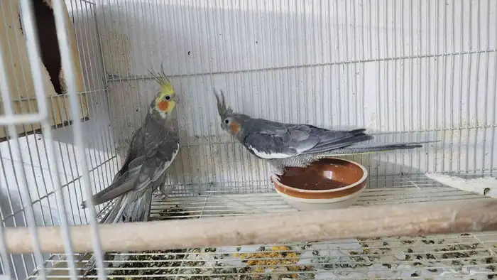 زوج كروان منتج 3