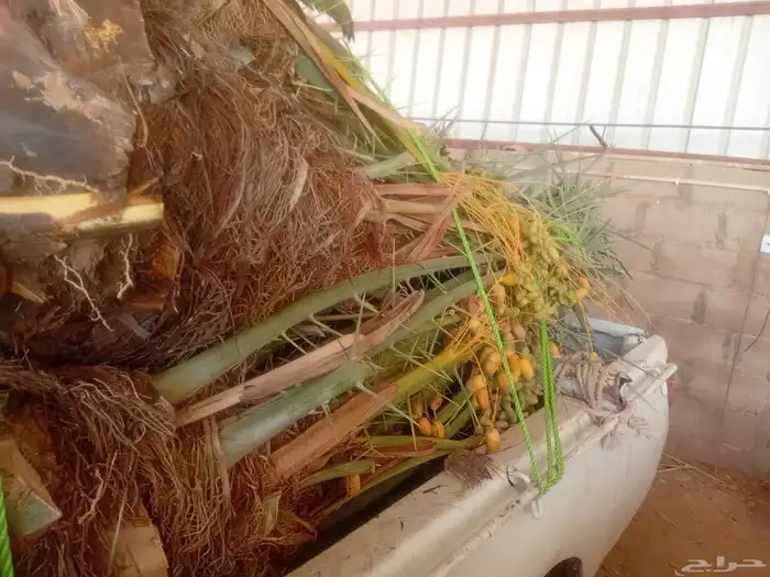 يوجد الدنيا نخل للبيع موجود بحايل اخلاص 2