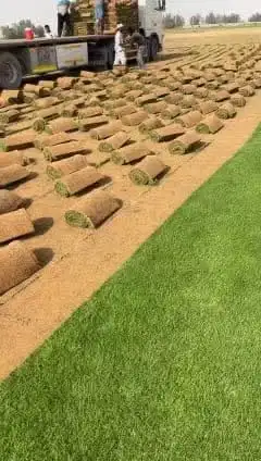 ثيل طبيعي سي الفين (C2000) صافي ونقي على الشرط شكل جمالي وخض 1