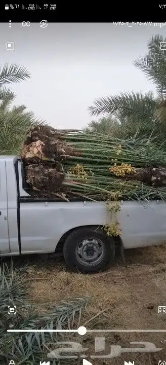 نخيل شقراء 4