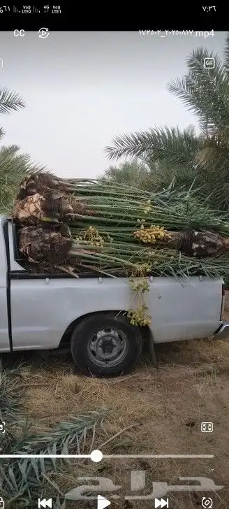 نخيل شقراء 5