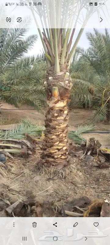 نخيل شقراء 7