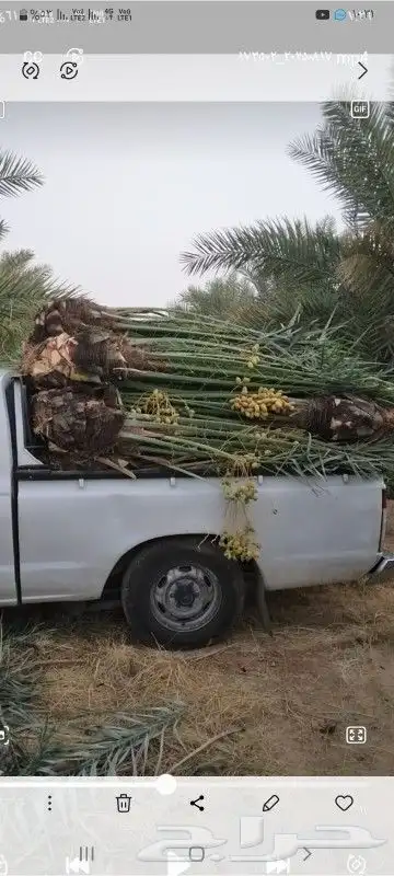 نخيل شقراء 3