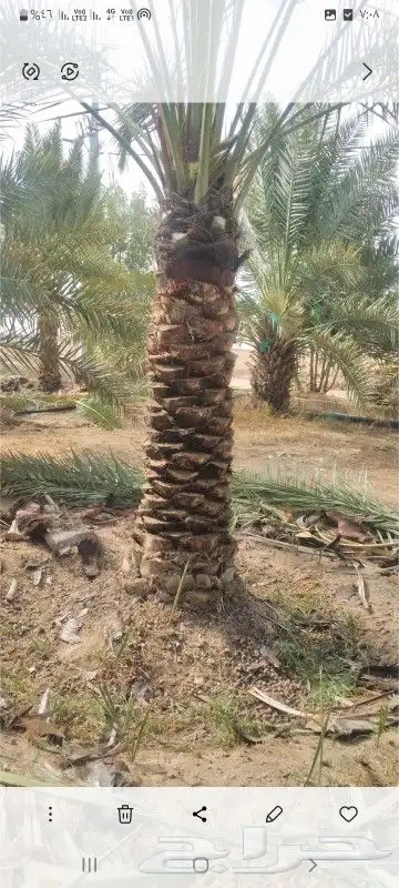 نخيل شقراء 9