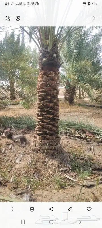 نخيل شقراء 8