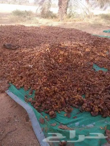 تمر حلال حوالي 150كيس وفوق 0