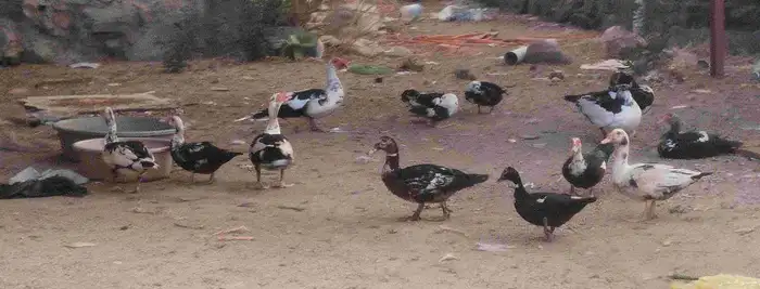 بط بلدي للبيع 1