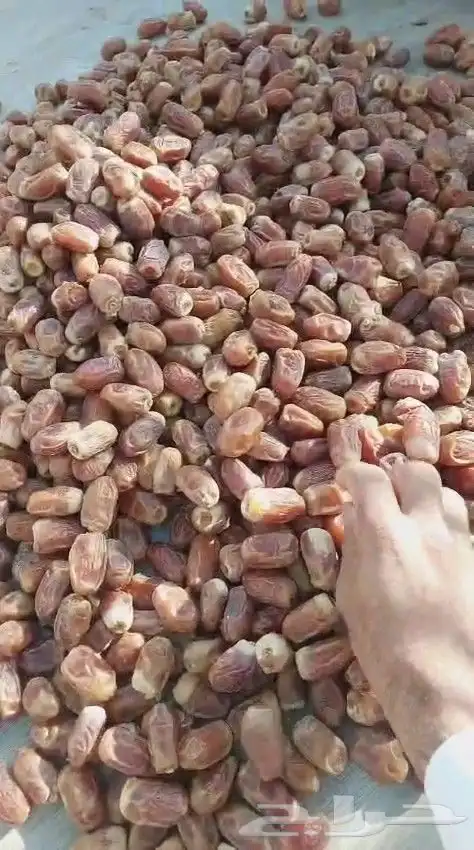 يتوفر لدينا رشوديه وصقعي ومجدول وخلاص 1