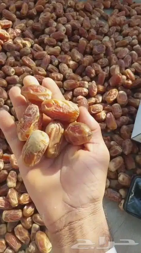 يتوفر لدينا رشوديه وصقعي ومجدول وخلاص 0