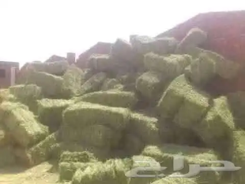 دريس حجازى درجة ممتازة للتصدير 9
