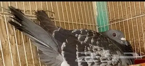 زاجل سباق طبات جاهزة واجواز منتجة ابطال نخبة مجربة في بتدريب 2