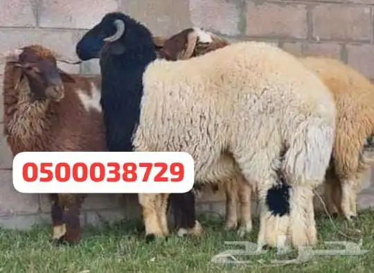 اغنام بلدي نجران 3