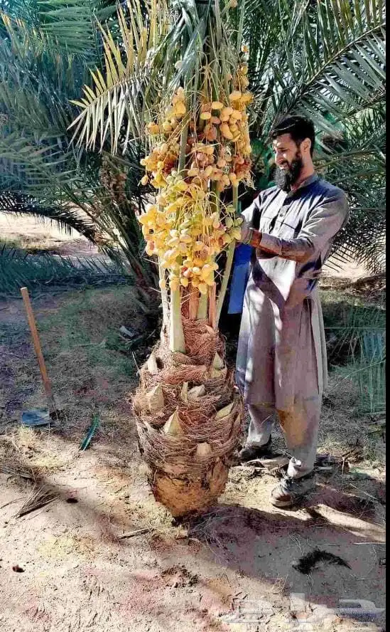 يوجد لدينا نخل للبيع علا جميع المقاسات ا لا مناسبة ونوايع 4