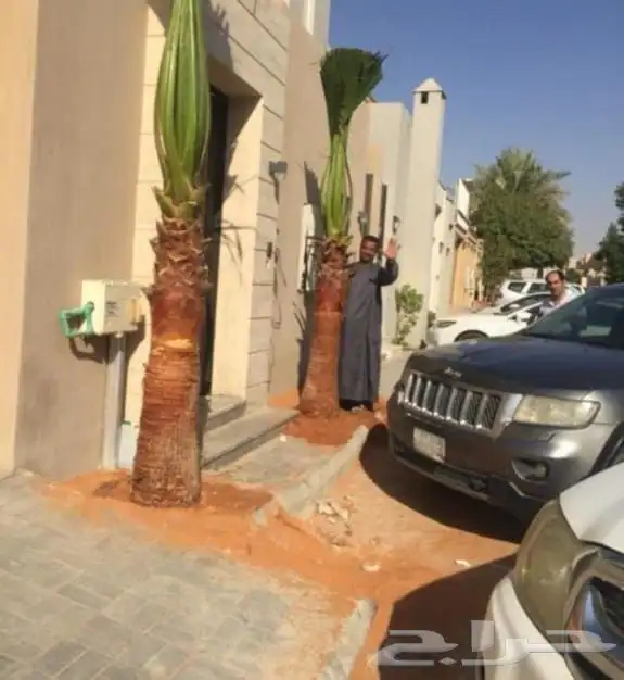 نخل نقايل جثايث فروخ نخيل صقعي مجدول سكري واشنطني سلاطين غر 6