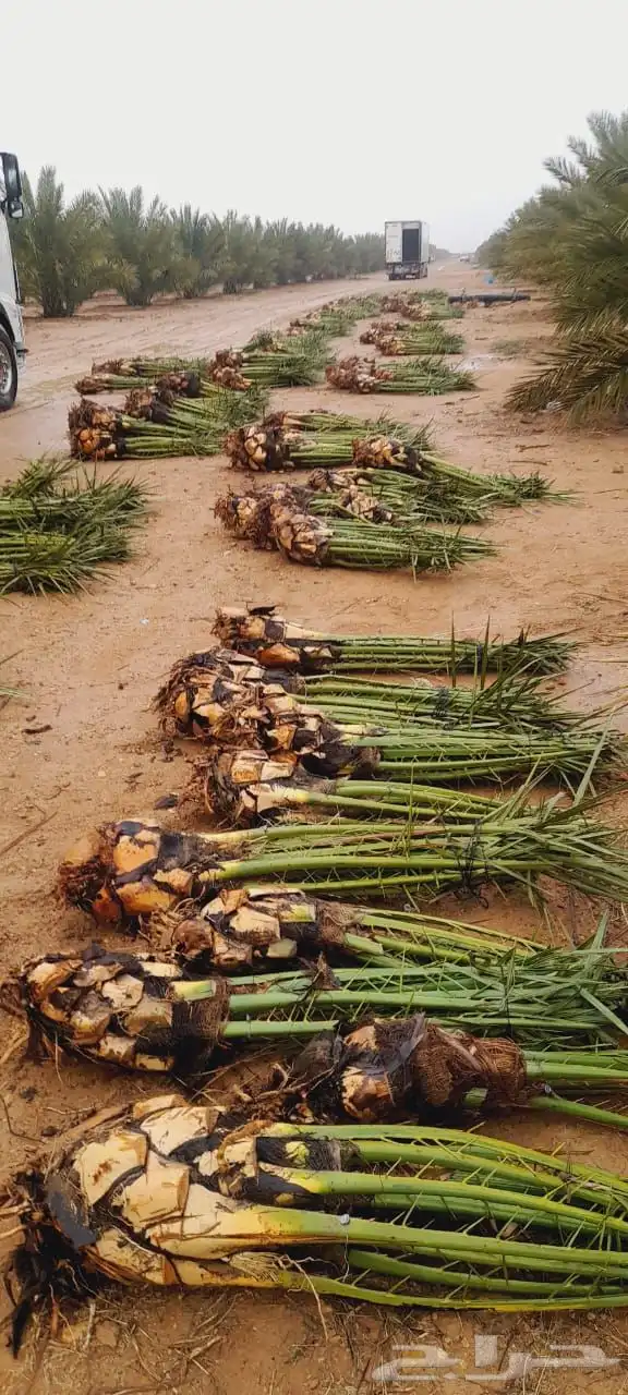 فروخ نخل صقعي مجدول خلاص خضري سكري 1