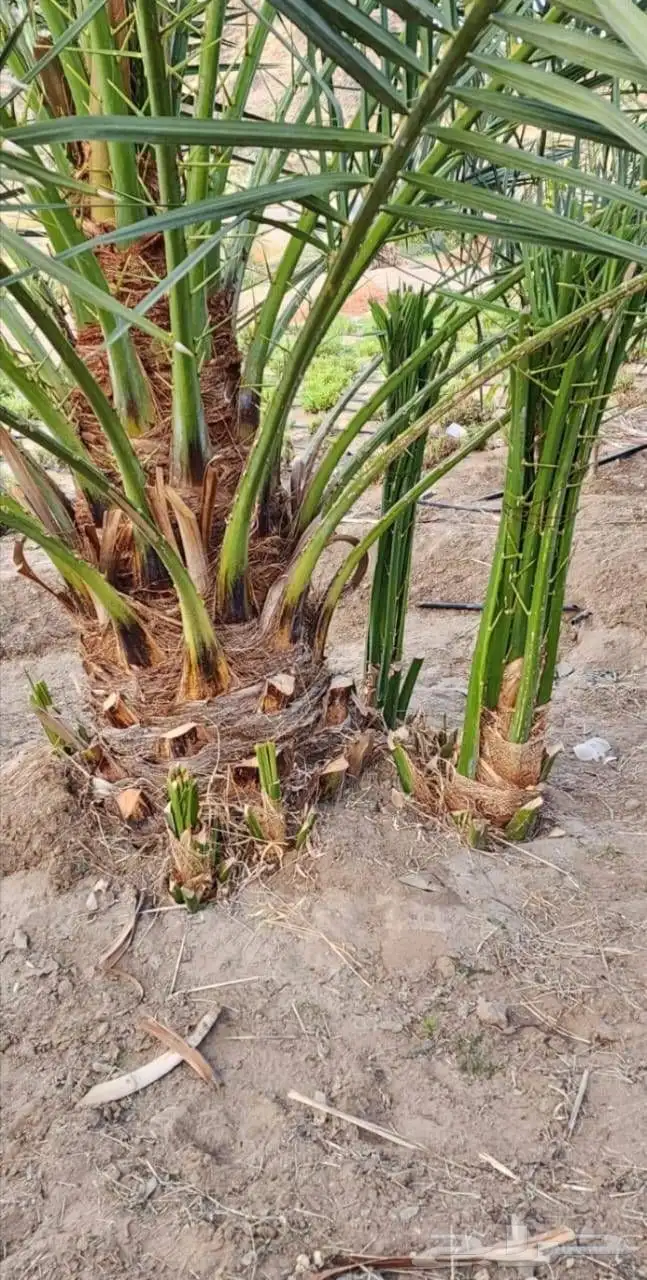 نخل نقايل جثايث فروخ نخيل صقعي مجدول سكري واشنطني سلاطين غر 5