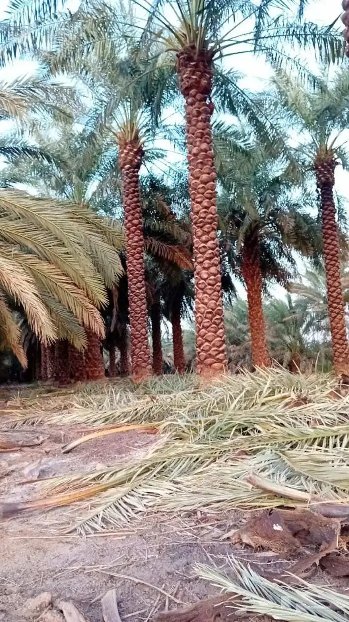 تنسيق حدائق 9