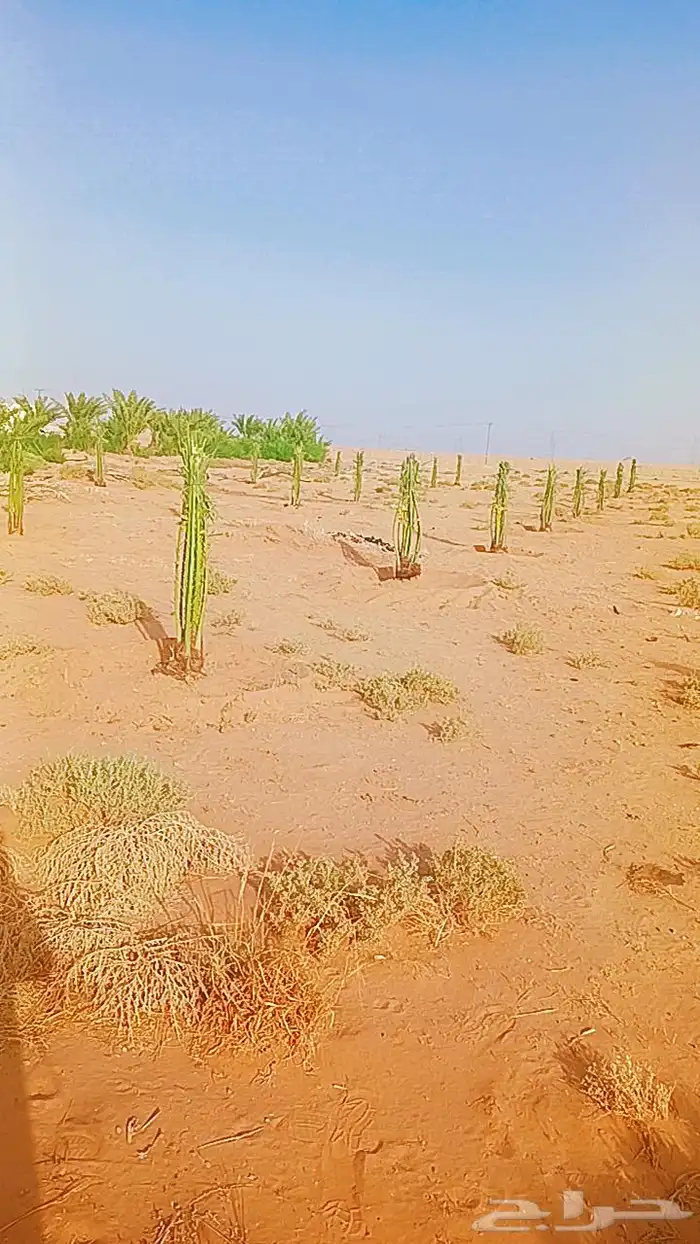 يوجد لدينا جميع انواع النخيل المثمرة وزينه اتواصل جوال 0506 4