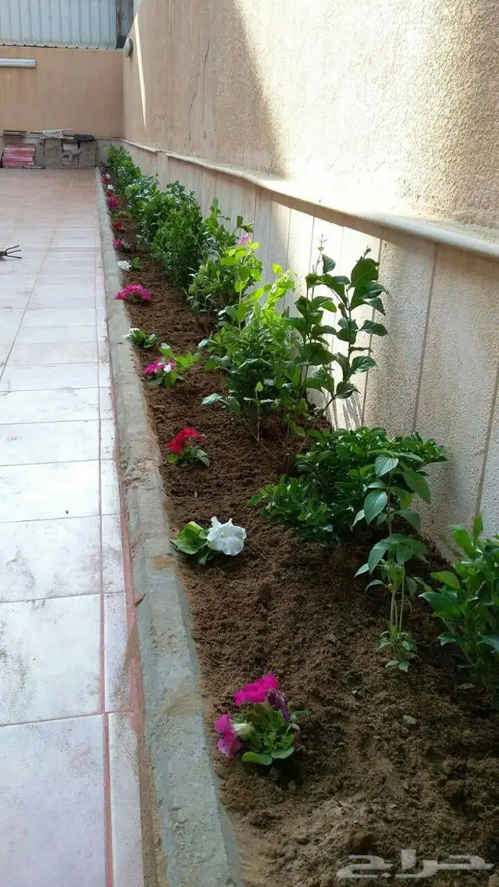 تنسيق حدائق جده ومكه عشب طبيعي الاشجار والورود والنخيل 2