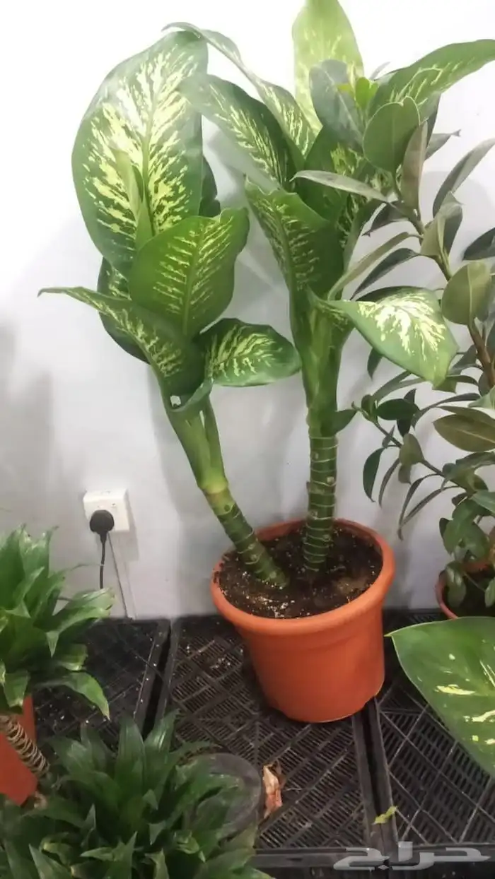 مزرعة الياسمين 1